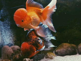 灵动金鱼在水族箱中游弋