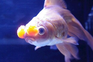 凸眼金鱼特写