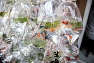 袋装观赏鱼待售