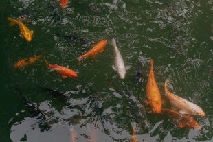 池塘中游动的多彩锦鲤