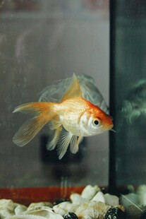 金鱼在水族箱中的优雅姿态