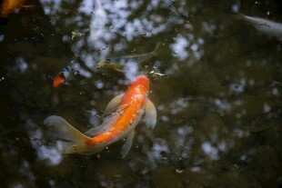 池塘中游动的美丽锦鲤
