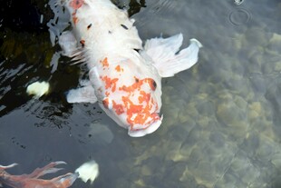 水中锦鲤游动姿态优美