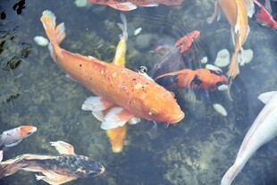 池塘中游动的多彩锦鲤