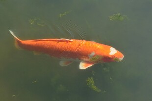 水中橙白锦鲤悠然游动