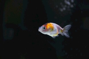 小金鱼