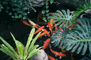 池塘中的锦鲤与绿植