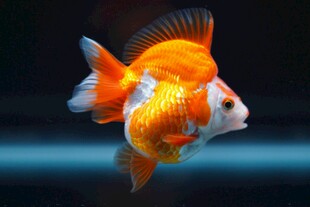 优雅金鱼水中游