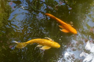 水中锦鲤