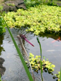 池塘边的红蜻蜓与浮萍