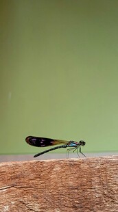 蜻蜓