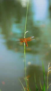 水面上的红蜻蜓