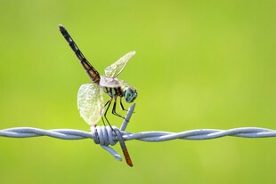 停在铁丝上的美丽蜻蜓