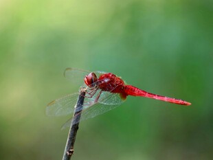 红蜻蜓栖息于枝头