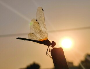 夕阳下的蜻蜓