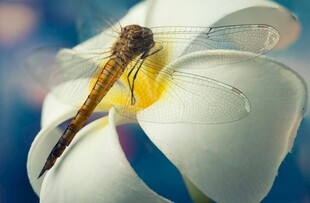 蜻蜓停在百合花上