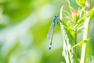 蓝蜻蜓停驻翠绿植物间