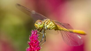 蜻蜓停驻于艳红花朵上