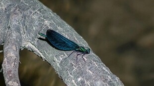 蓝色蜻蜓