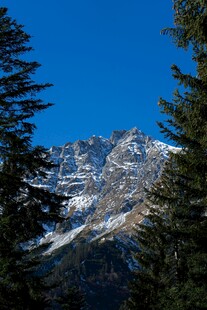 雪山松林美景
