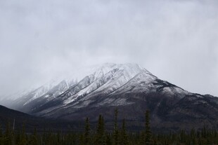 雪山森林景观