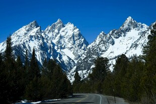 雪山公路旁的葱郁树林