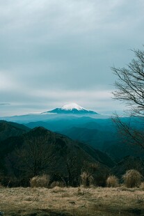 远山云雾中的孤树景观