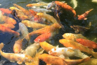 池塘中游动的多彩锦鲤
