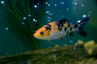 水中锦鲤悠游
