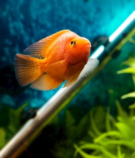橙红色观赏鱼于水族箱中