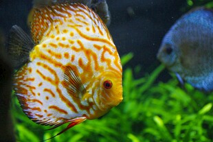 多彩七彩神仙鱼水中游