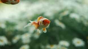 灵动金鱼水中自在游弋