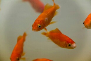 灵动金鱼水中游