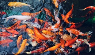 群鲤戏水