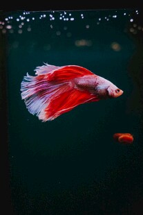 灵动红尾斗鱼水中游