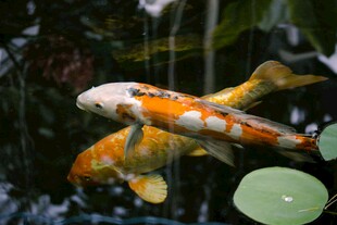 水中锦鲤嬉戏