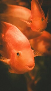 艳丽红鹦鹉鱼水中游