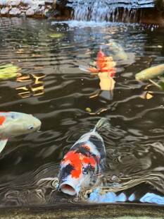 池塘锦鲤