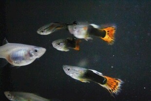 多彩观赏鱼在水中游动