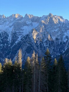 雪山下的茂密森林景观