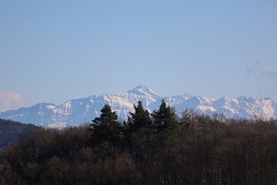 雪山下的森林景致