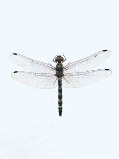 单只蜻蜓特写