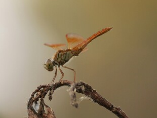 栖息枝头的橙红色蜻蜓