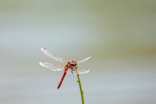 红蜻蜓立于绿茎上