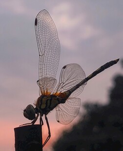 夕阳下的蜻蜓特写