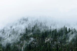 云雾缭绕的森林美景