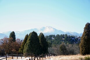 山林远景中的葱郁树木