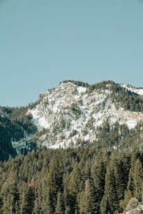 雪山下的茂密森林