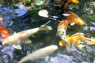 池塘中游动的多彩锦鲤