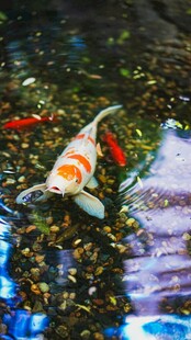水中锦鲤悠游